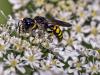 Ectemnius sp.